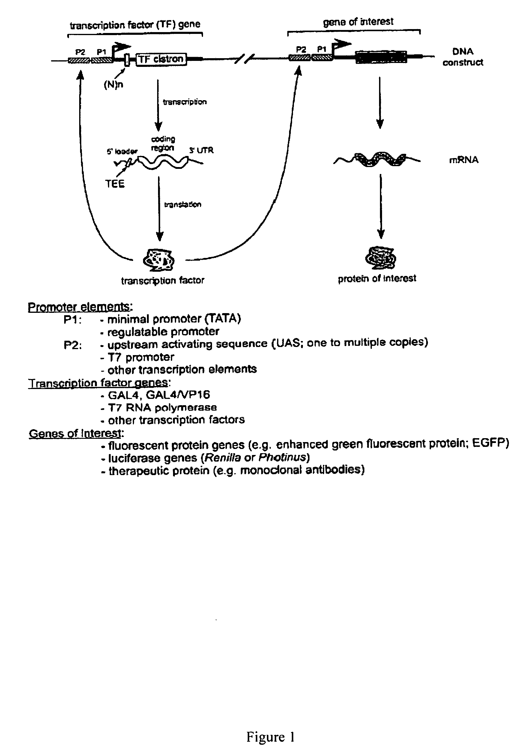 Translation enhancer-element dependent vector systems