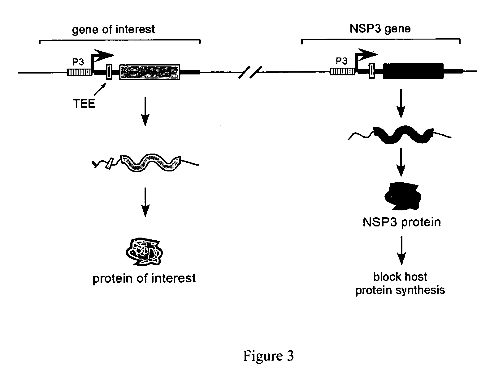 Translation enhancer-element dependent vector systems