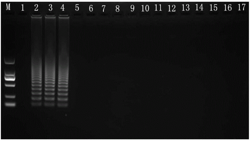 High throughput bean quarantine plant pathogenic bacteria detection method and locking type probe