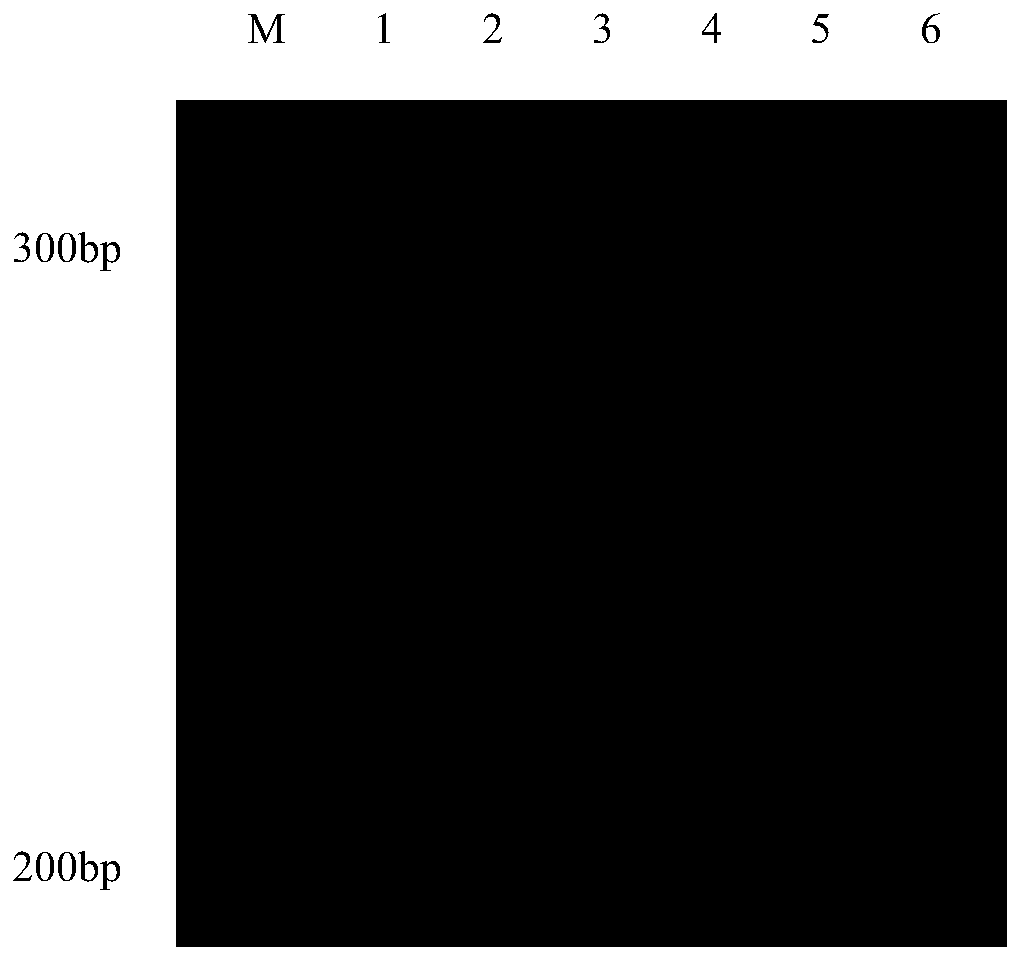 A kind of primer for identifying Zoysia species and the identification method of Zoysia species