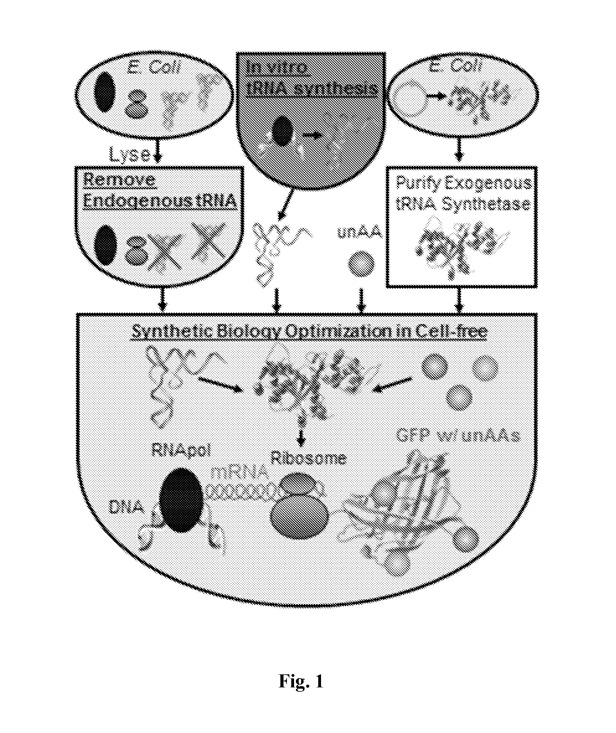 Cell-free synthetic incorporation of non-natural amino acids into proteins