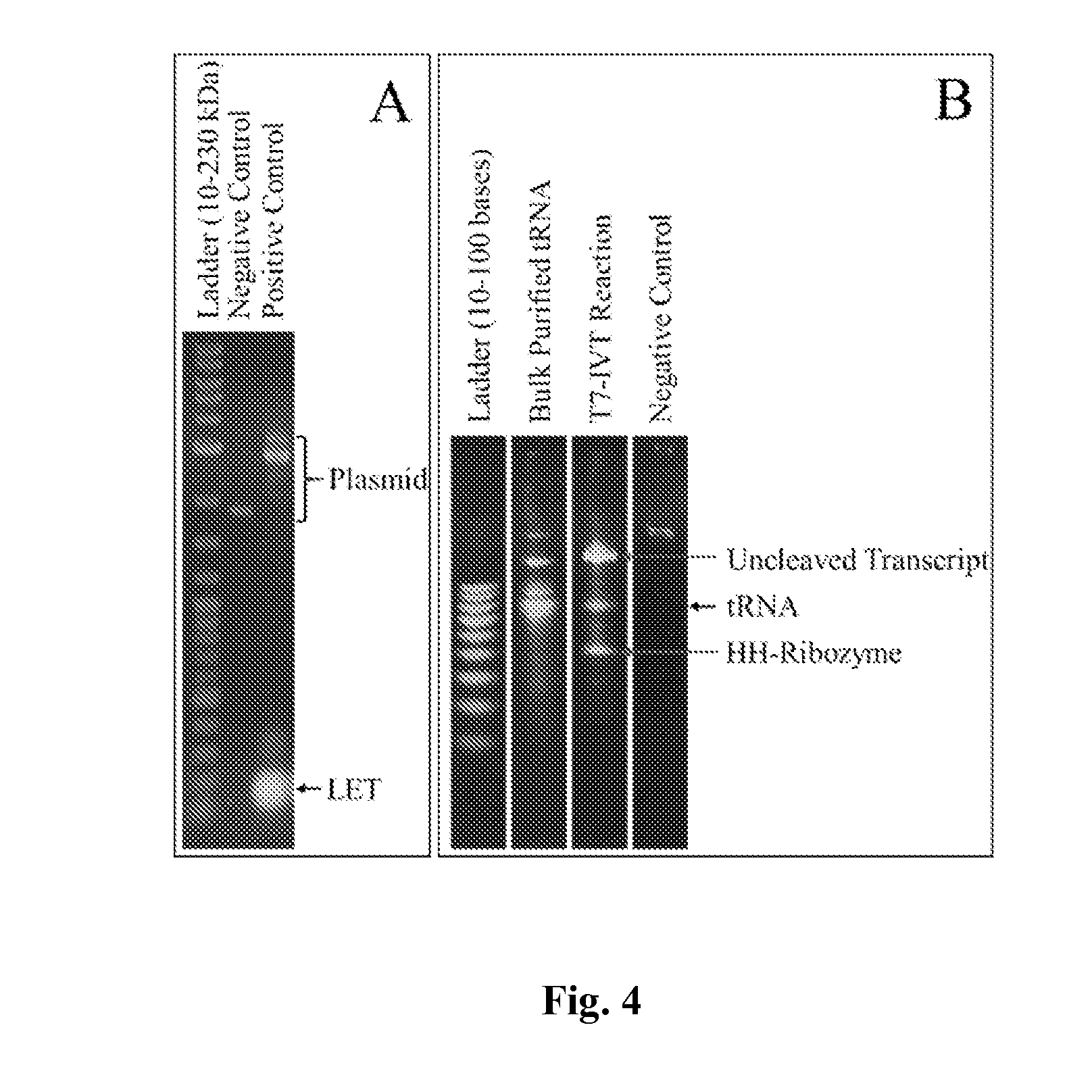 Cell-free synthetic incorporation of non-natural amino acids into proteins