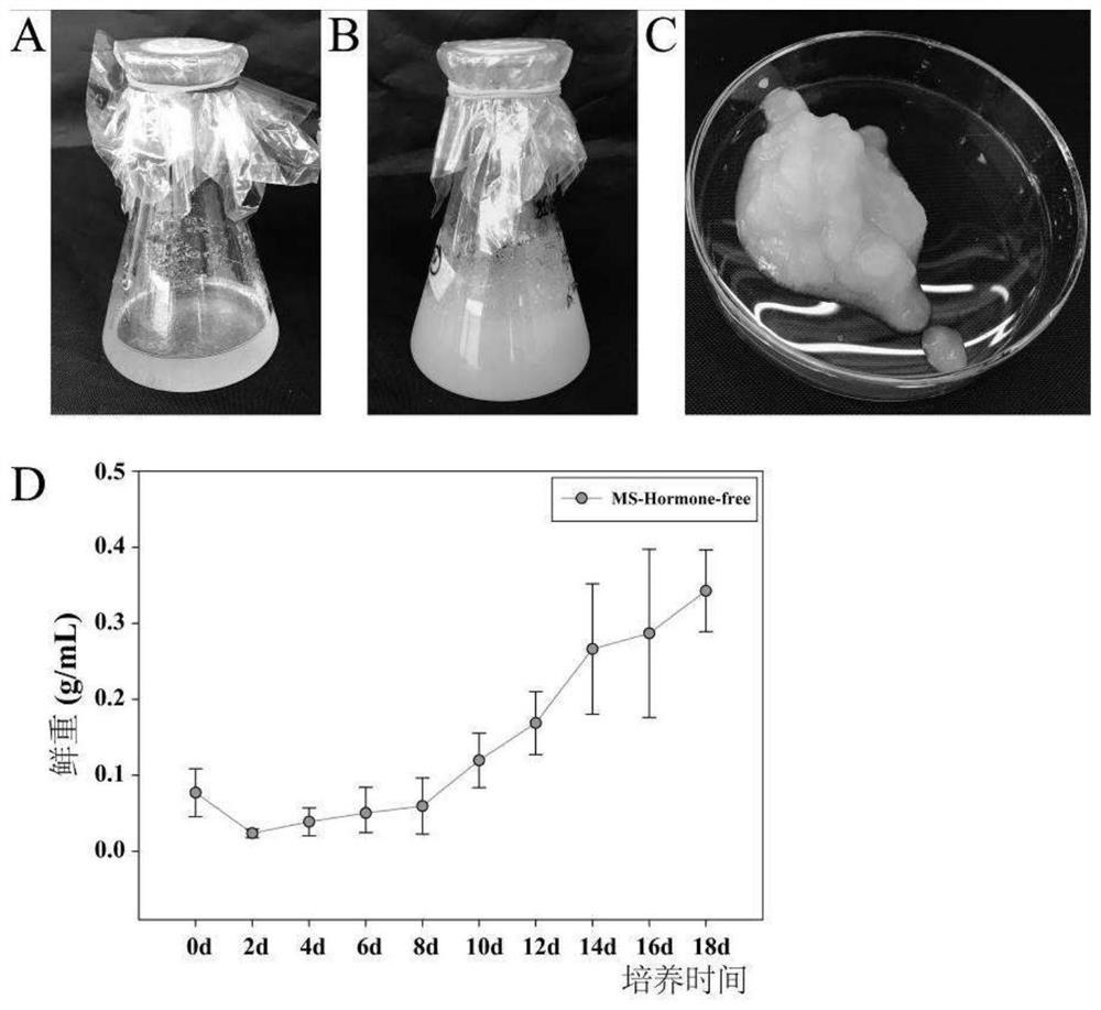 Populus alba xP .berolinensis hormone autotrophic cell line capable of realizing plant regeneration