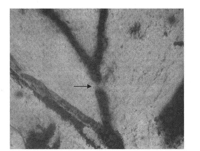 Application of nerve polypeptide PACAP38 in the preparation of eye disease curing, injury repair or reproduction drugs