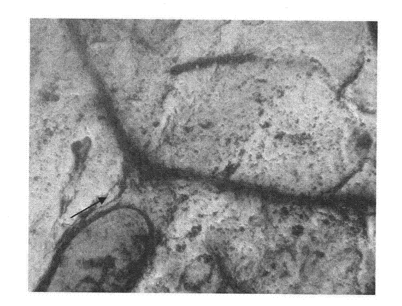 Application of nerve polypeptide PACAP38 in the preparation of eye disease curing, injury repair or reproduction drugs