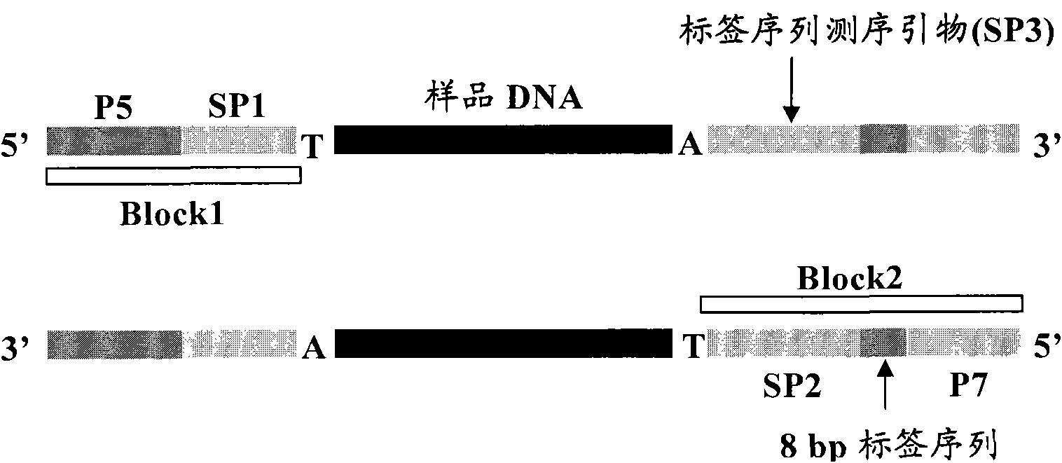 Method for building sequencing library by hybridization