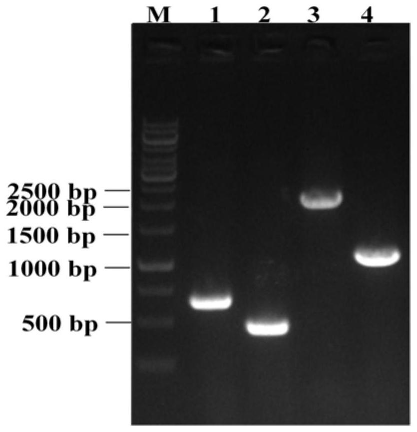 Genetically engineered bacterium for producing N-acetylneuraminic acid as well as construction and application of genetically engineered bacterium