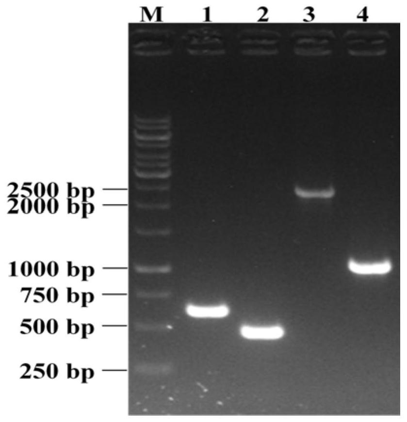 Genetically engineered bacterium for producing N-acetylneuraminic acid as well as construction and application of genetically engineered bacterium