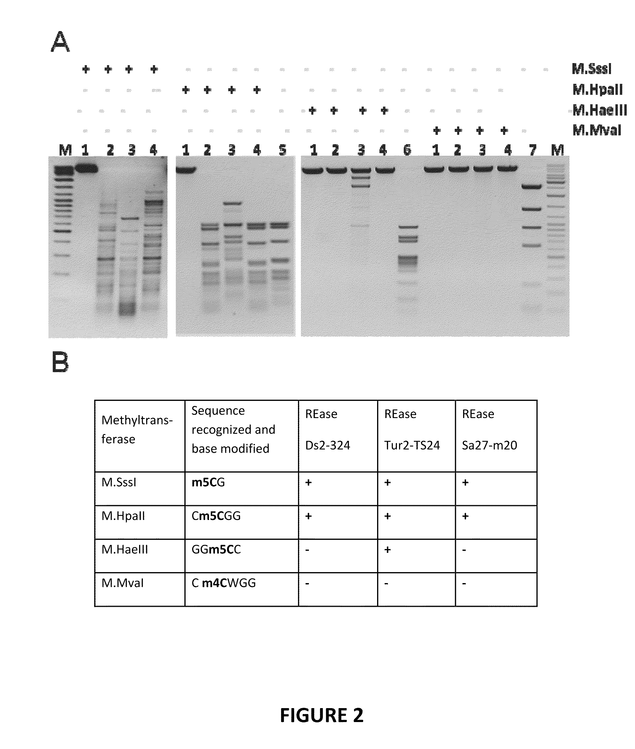 Restriction endonucleases and their applications