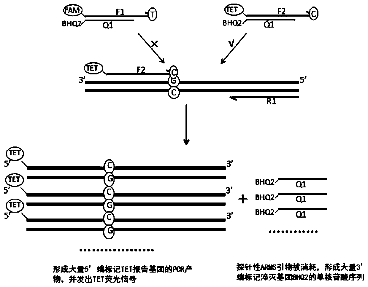 Kit and method for detecting gene polymorphism based on shared primer probes and application of method or kit