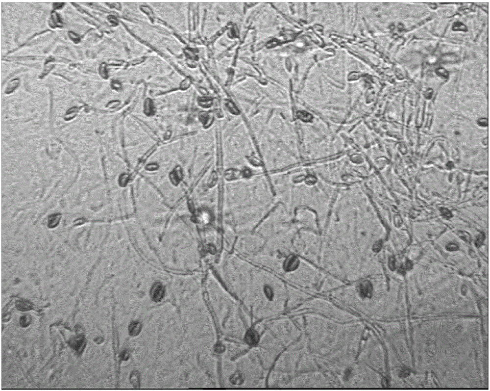 A kind of method for cultivating fungus residue to promote the production of conidia by Trichosporum sinensis