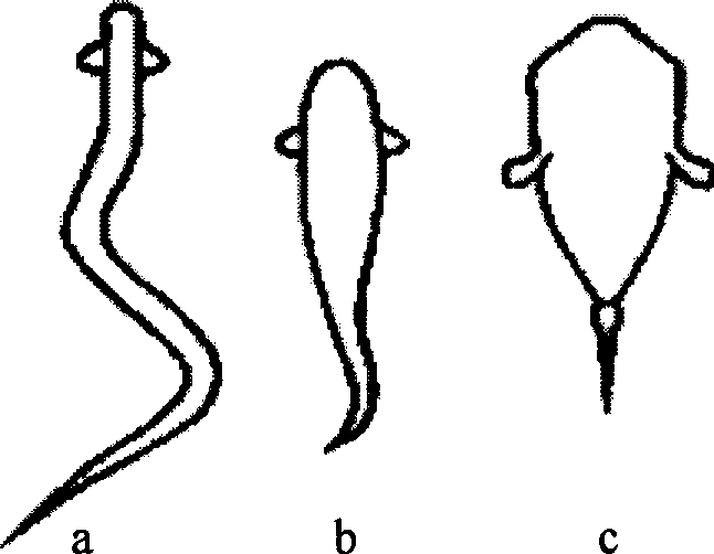 Bionic machine fish with shape memory alloy wire for swinging forward