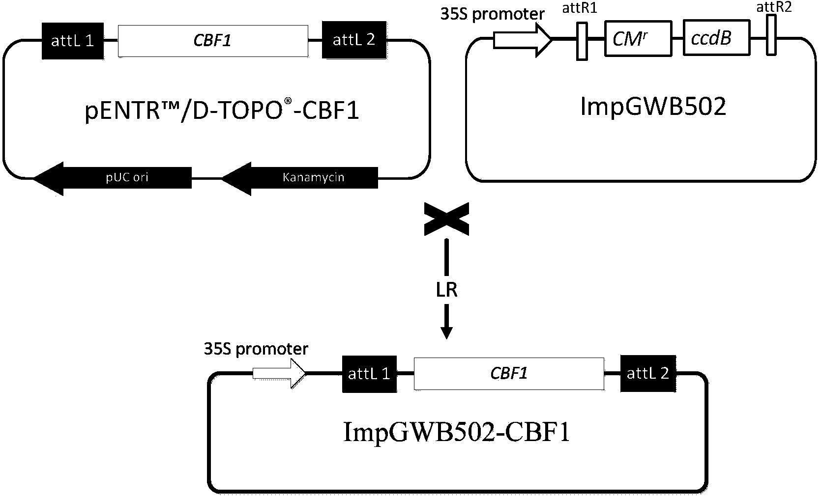 Application of CBF1 gene for improving high-temperature tolerance of trichoderma viride