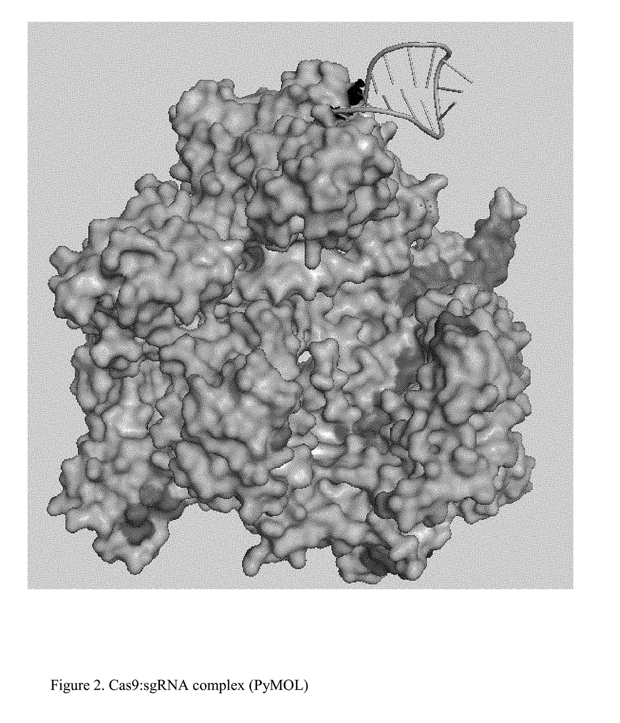 Chemically Ligated RNAs for CRISPR/Cas9-lgRNA Complexes as Antiviral Therapeutic Agents