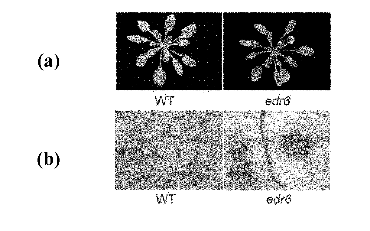 Cloning and application of arabidopsis powdery mildew resistance related gene EDR6