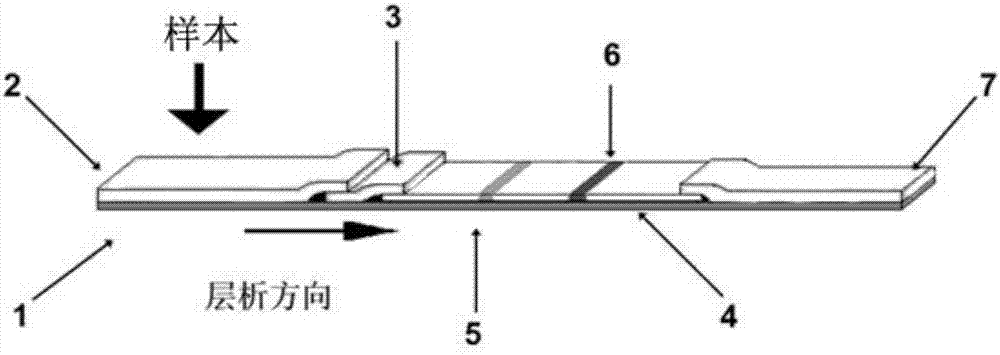 Immunochromatography assay for quantitatively detecting organophosphorus pesticides