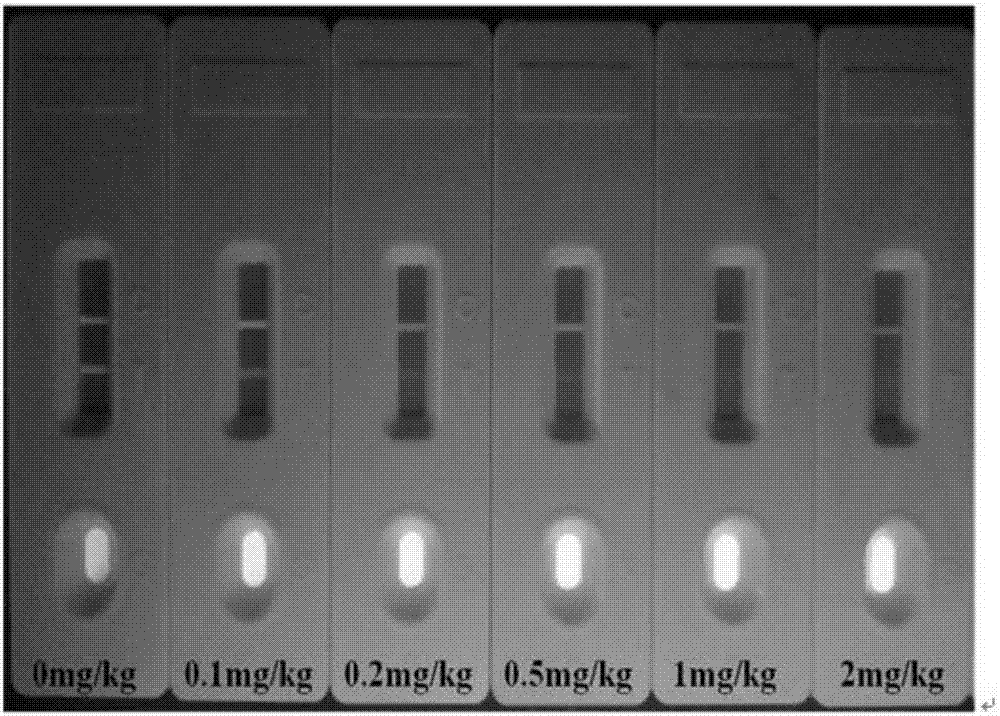 Immunochromatography assay for quantitatively detecting organophosphorus pesticides