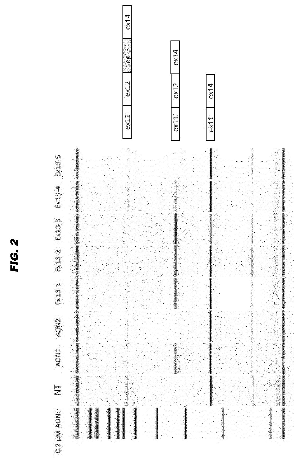 Antisense oligonucleotides for the treatment of eye disease