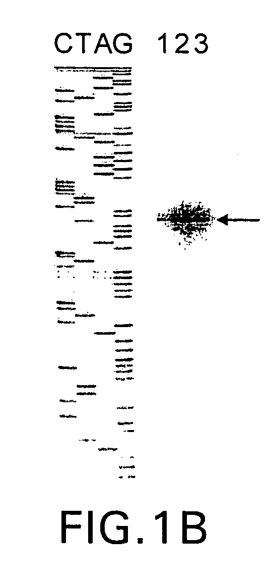 Human excitatory amino acid transporter-2 gene promoter and uses thereof