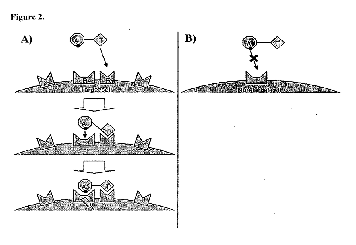 Chimeric activators: quantitatively designed protein therapeutics and uses thereof