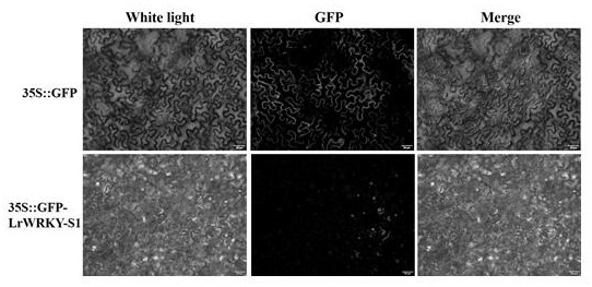 A lily susceptibility fungal gene lrwrky-s1 and its application