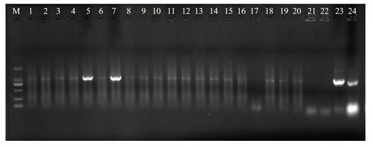 A lily susceptibility fungal gene lrwrky-s1 and its application