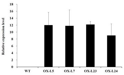 A lily susceptibility fungal gene lrwrky-s1 and its application