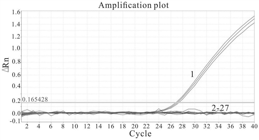 Hypothetical protein gene, primer probe group thereof and application of hypothetical protein gene and primer probe group in detection of Meiqi yeast two sharp