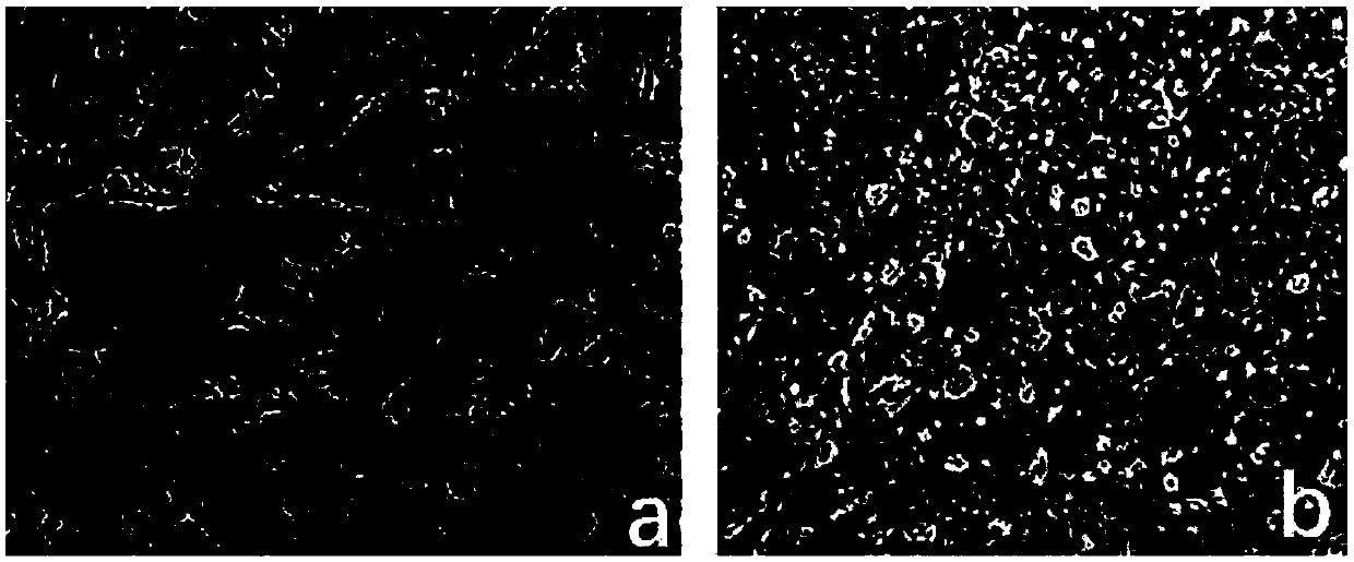 Normal-temperature mechanical perfusion system capable of extending liver source