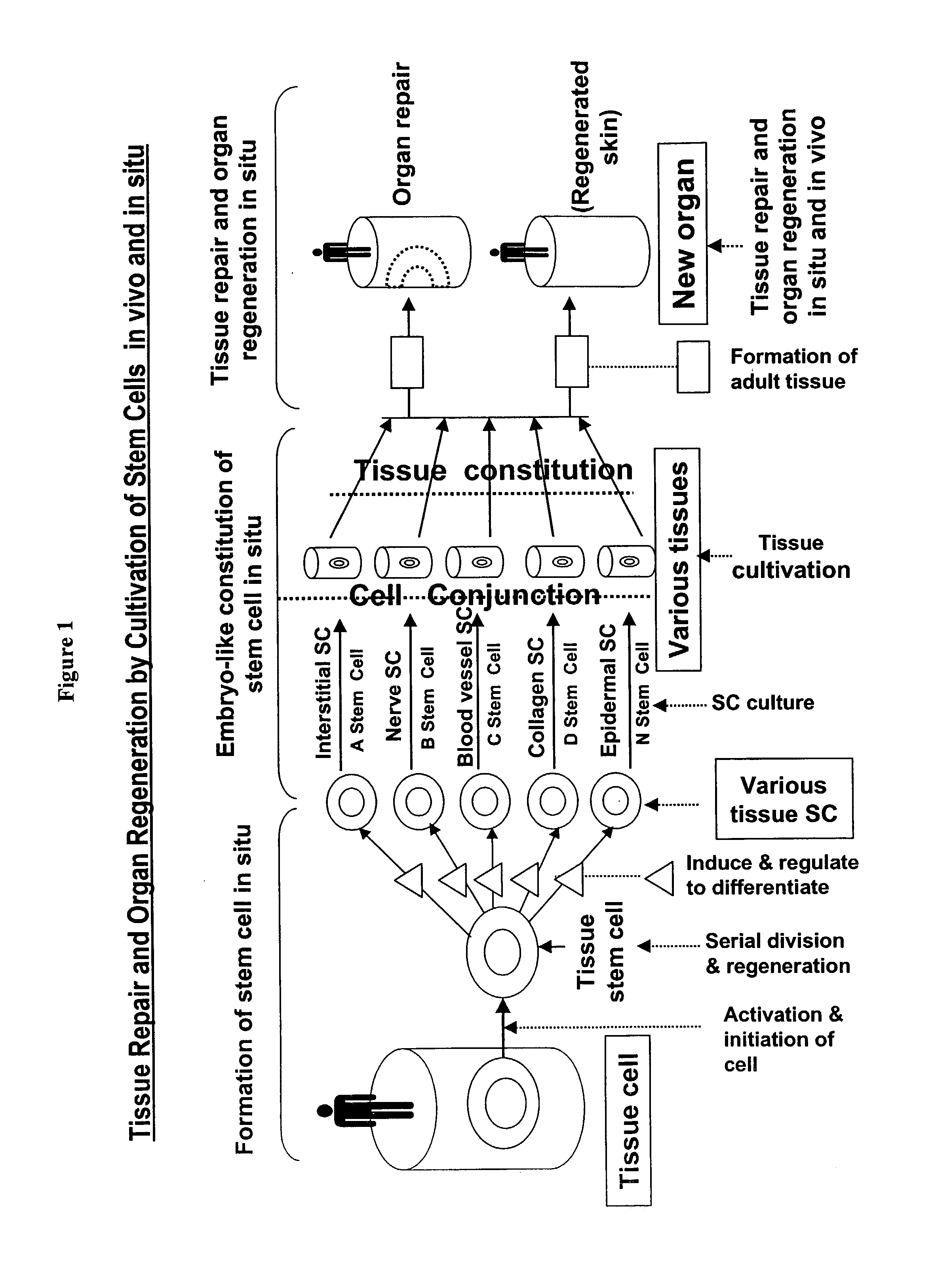 Physiological tissue repair and functional organ regeneration by cultivation of regenerative stem cells in vivo and in situ