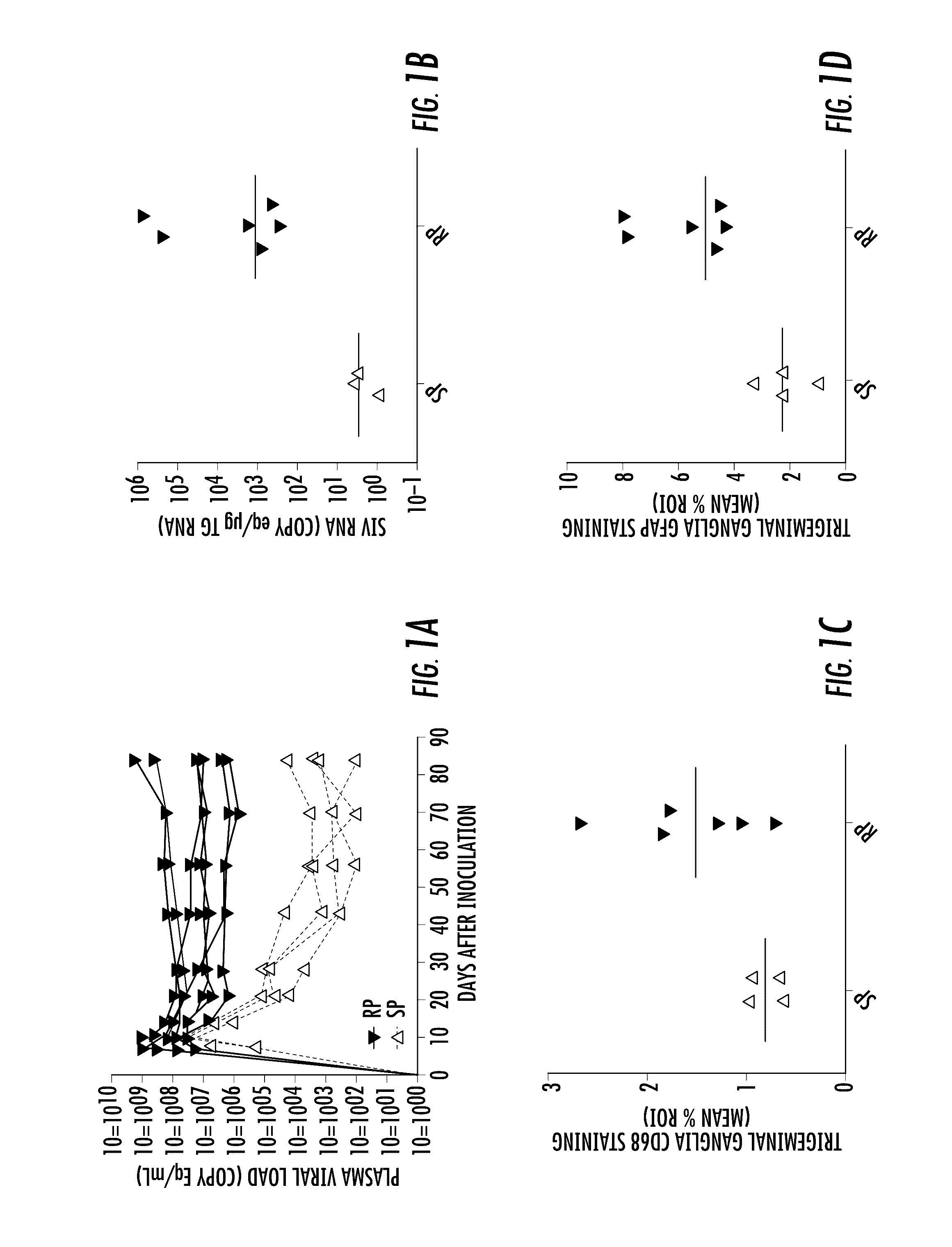 Automated methods to count corneal subbasal nerves