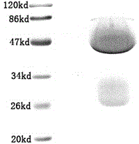 ELISA (enzyme-linked immunosorbent assay) kit for EV (enterovirus) 71 inactivated vaccine antigen