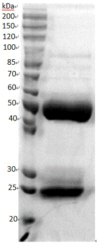 ELISA (enzyme-linked immunosorbent assay) kit for EV (enterovirus) 71 inactivated vaccine antigen