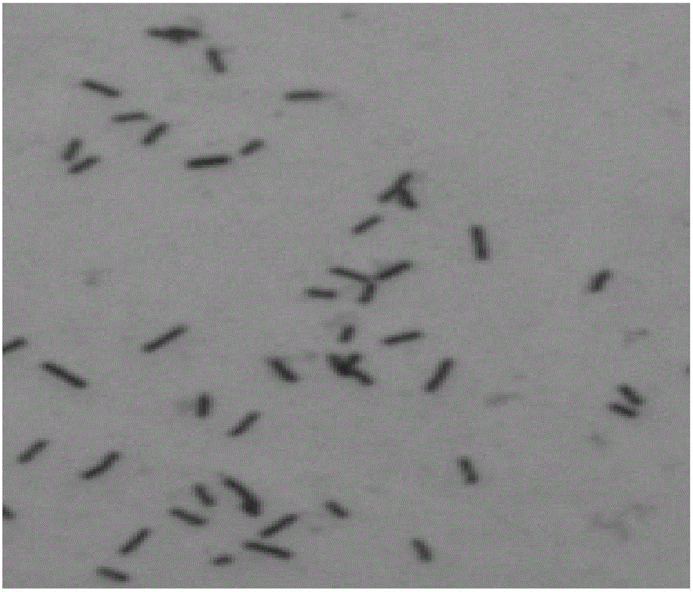 Lysinibacillus sp. and application thereof in pesticide degrading