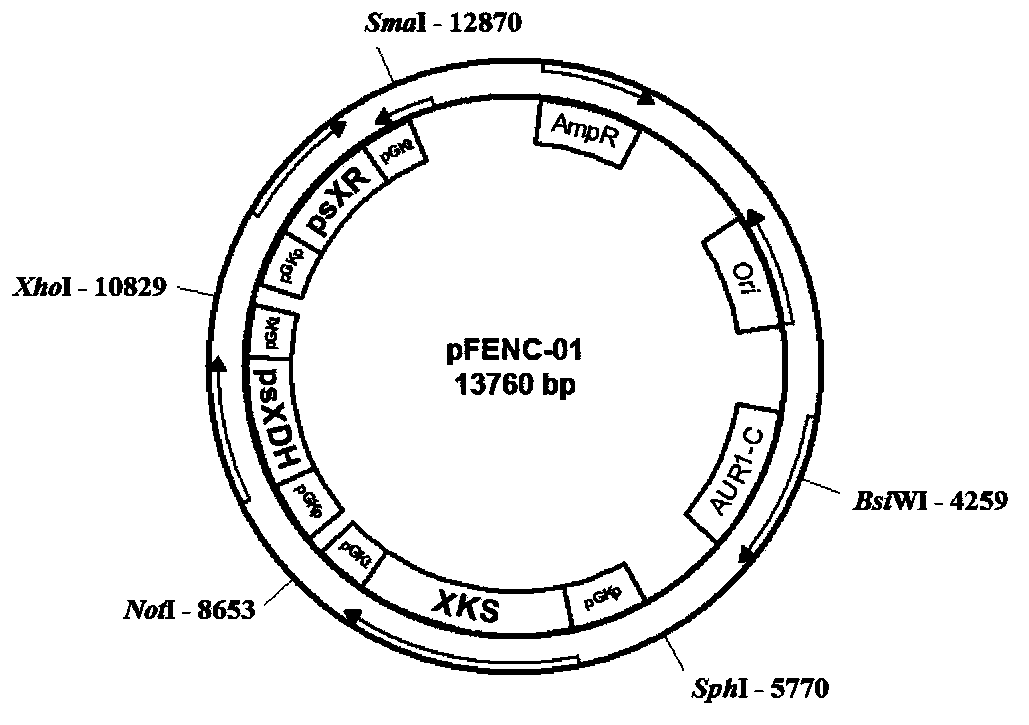 Yeast strain for lactic acid production by using pentose and hexose