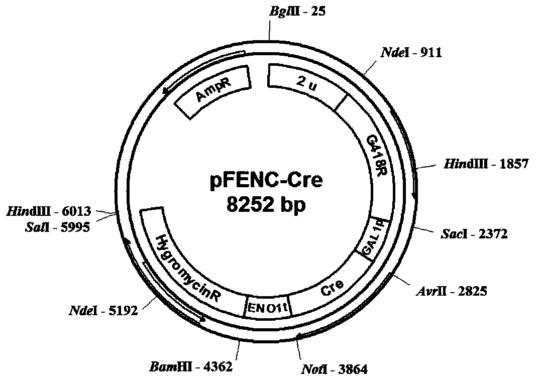 Yeast strain for lactic acid production by using pentose and hexose