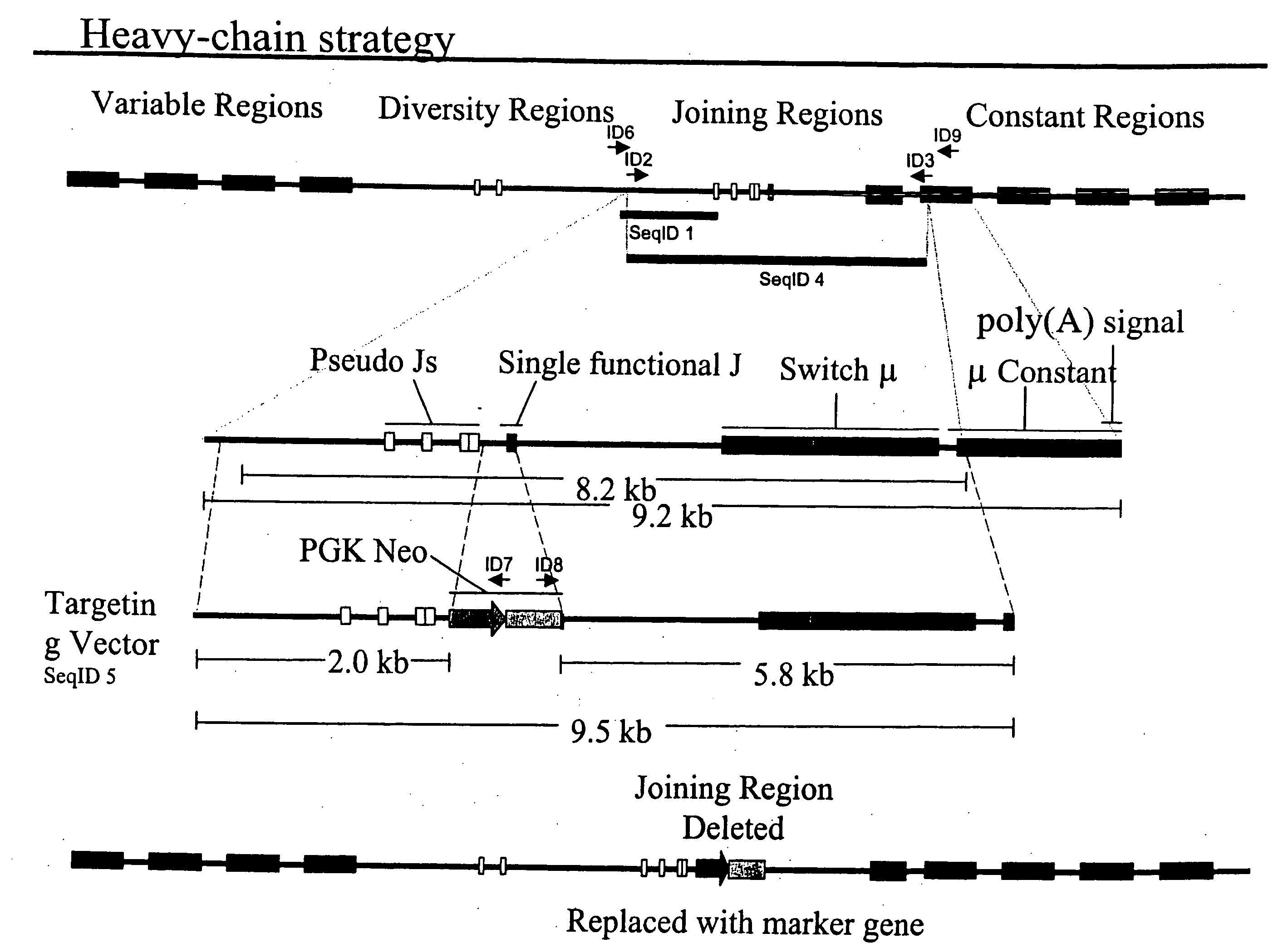 Ungulates with genetically modified immune systems