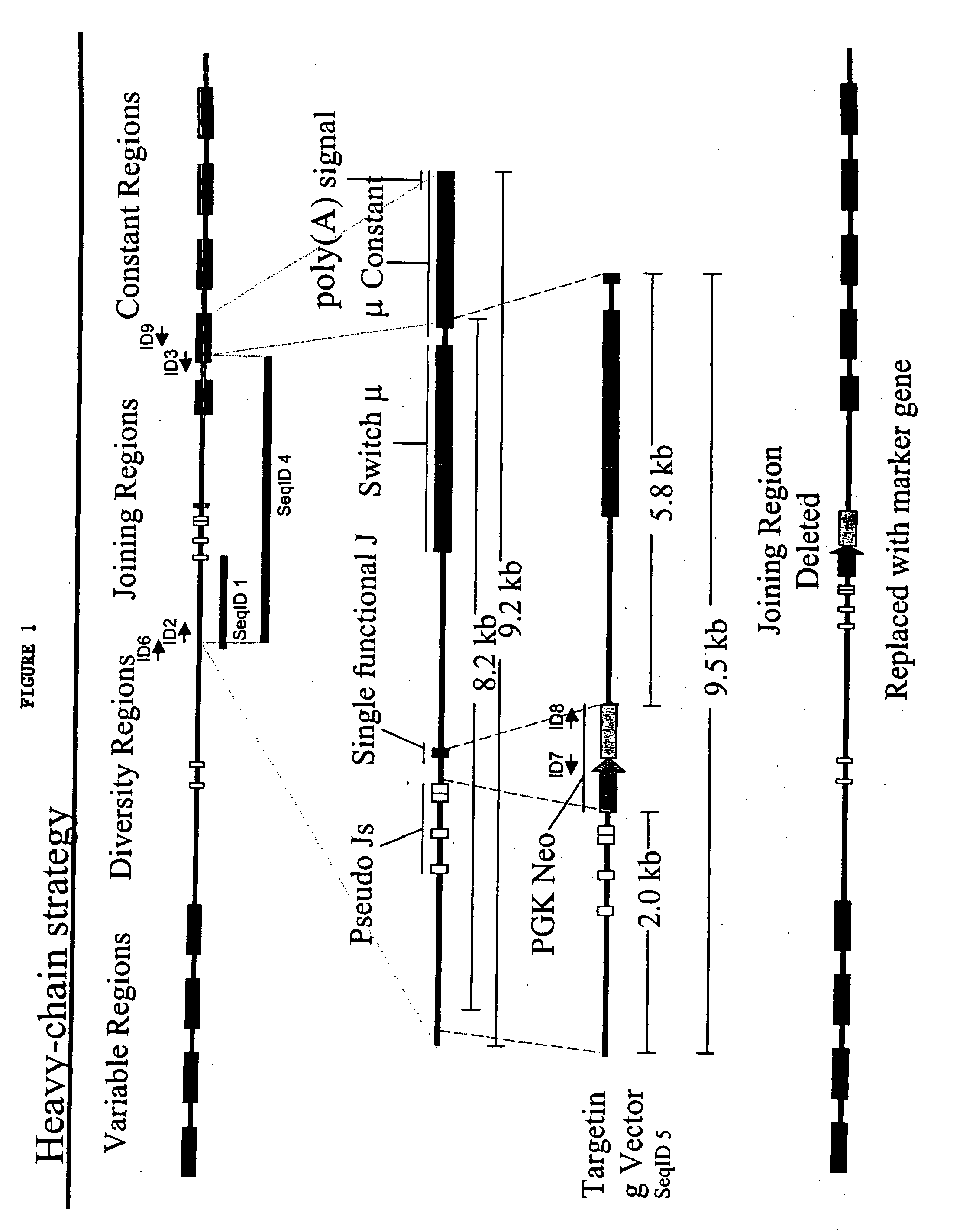 Ungulates with genetically modified immune systems