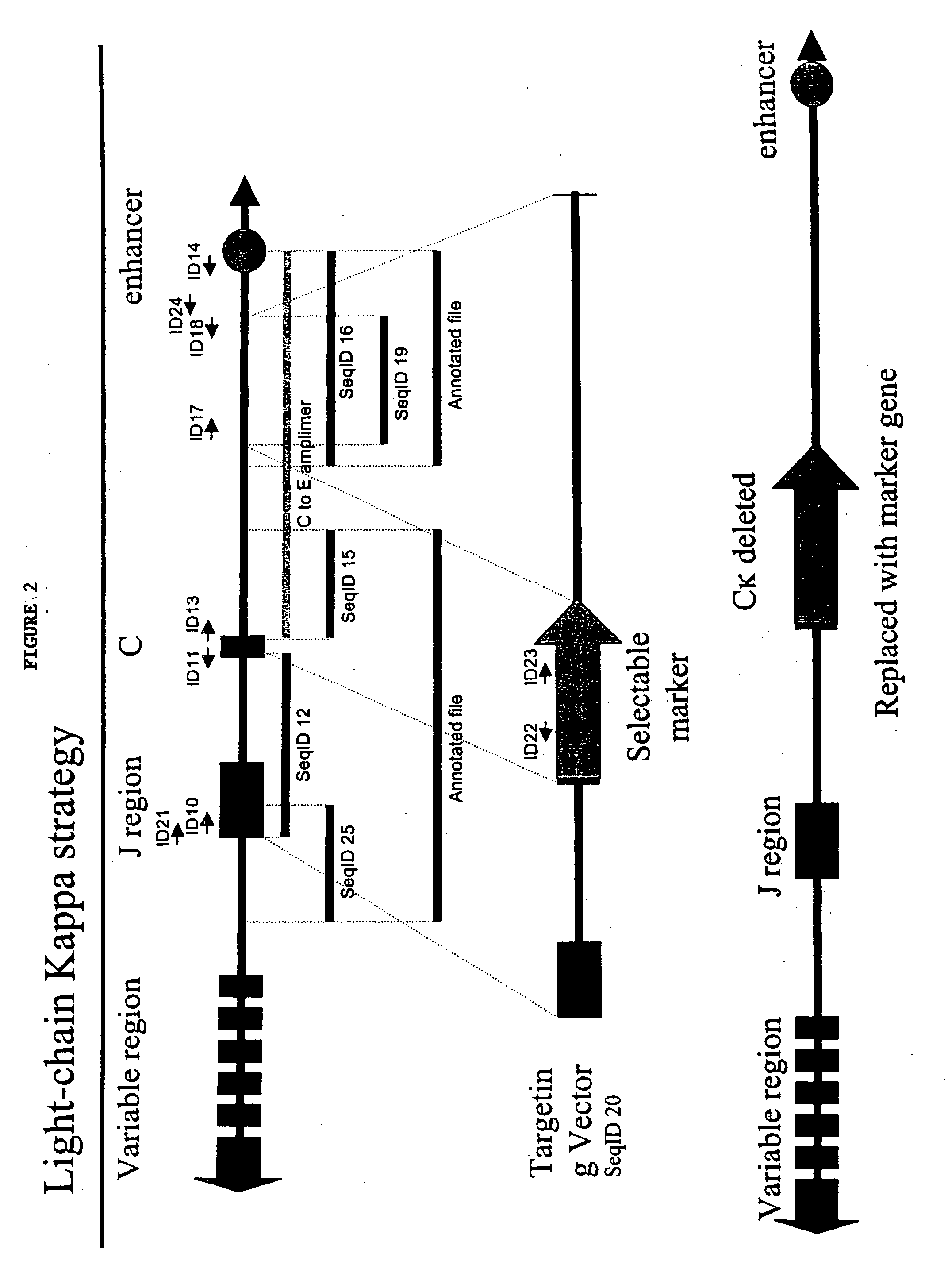 Ungulates with genetically modified immune systems