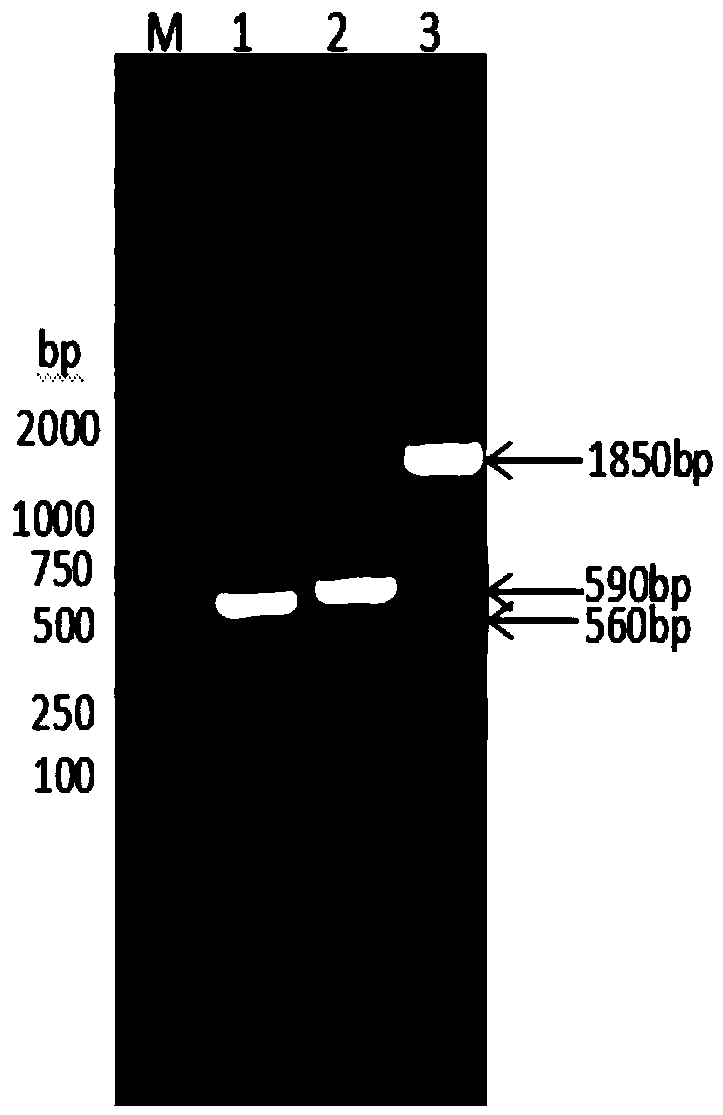 Fusion protein prepared from dog albumin, dog interferon gamma and dog interferon alpha and preparation method thereof