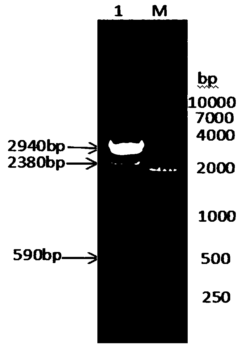 Fusion protein prepared from dog albumin, dog interferon gamma and dog interferon alpha and preparation method thereof