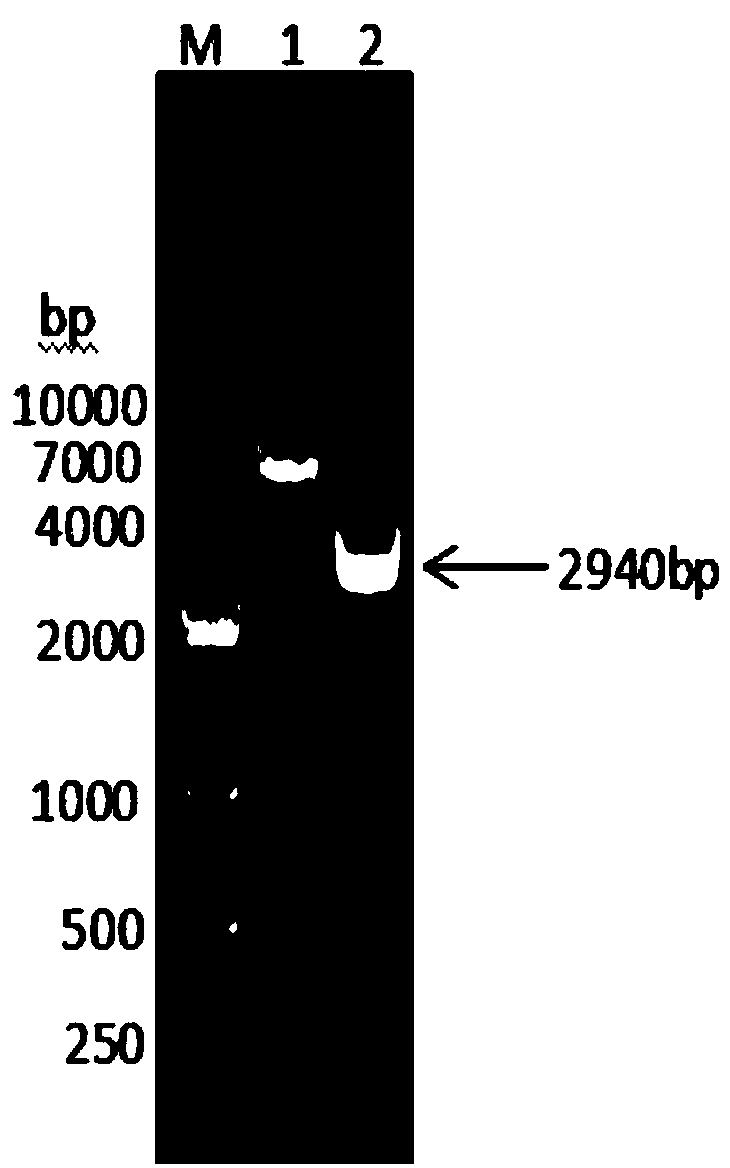 Fusion protein prepared from dog albumin, dog interferon gamma and dog interferon alpha and preparation method thereof