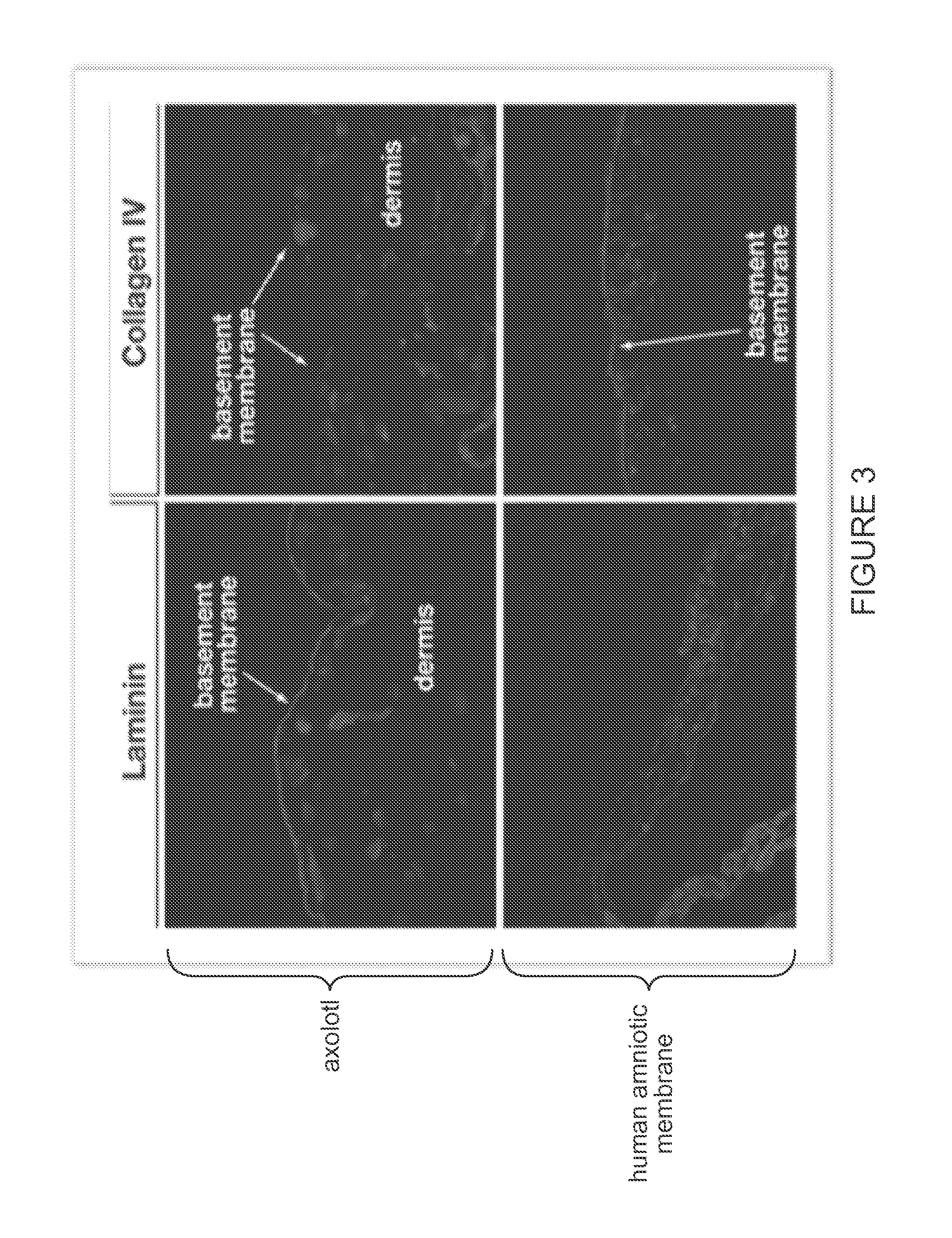 Decellularized biomaterial from non-mammalian tissue