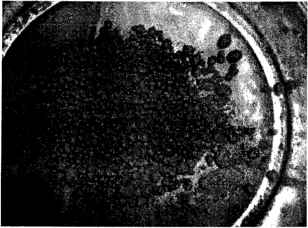 Mud ball forming agent and synthesis method thereof