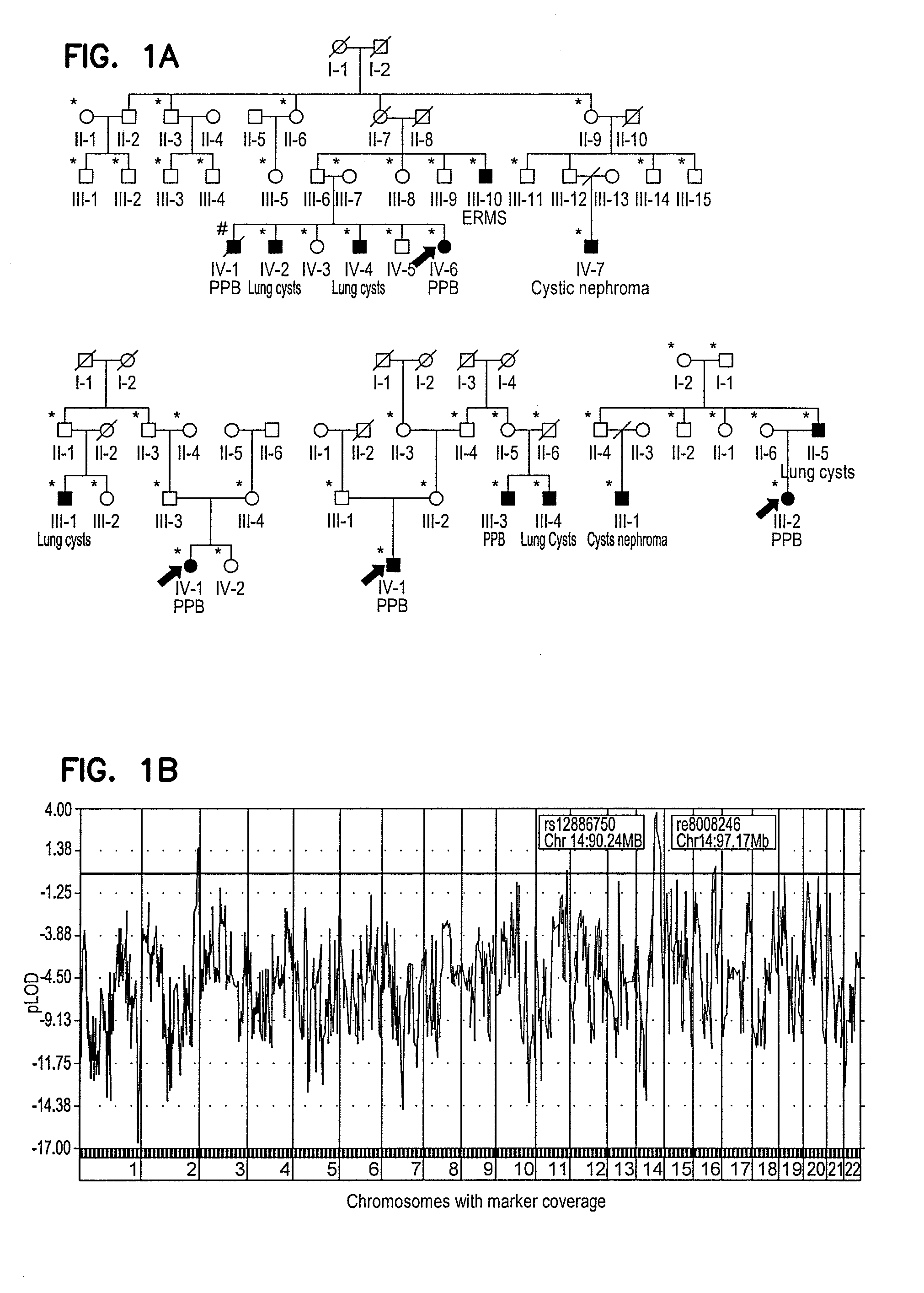 Compositions, methods and kits to detect dicer gene mutations