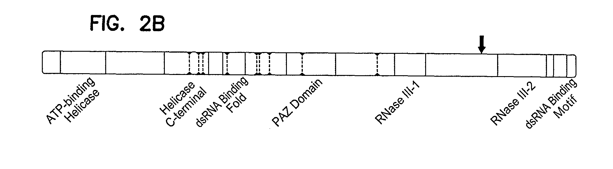 Compositions, methods and kits to detect dicer gene mutations