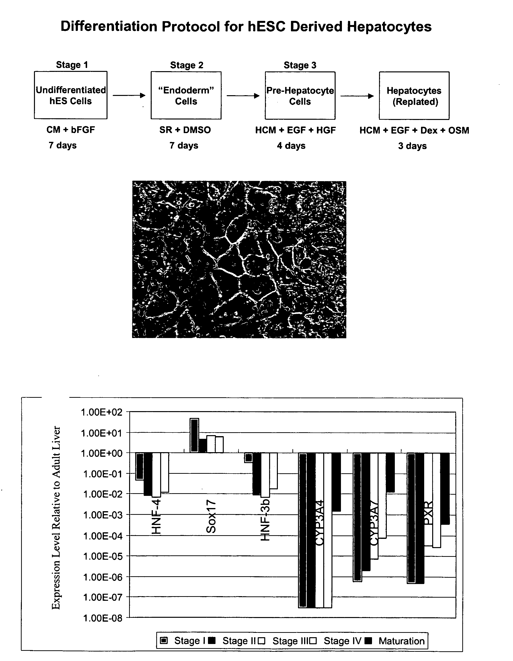 Promoter-reporter cells for determining drug metabolism, drug interactions, and the effects of allotype variation