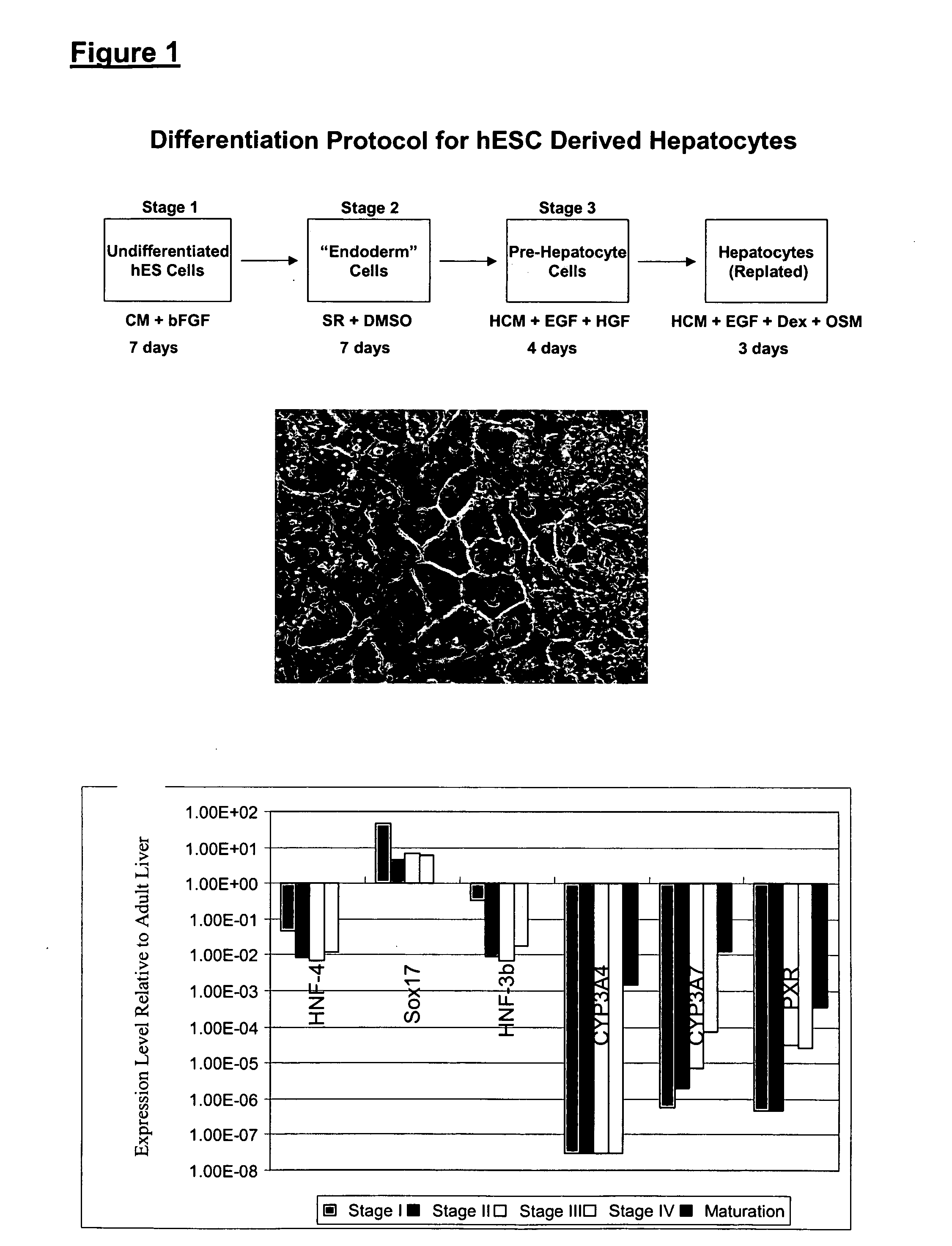 Promoter-reporter cells for determining drug metabolism, drug interactions, and the effects of allotype variation