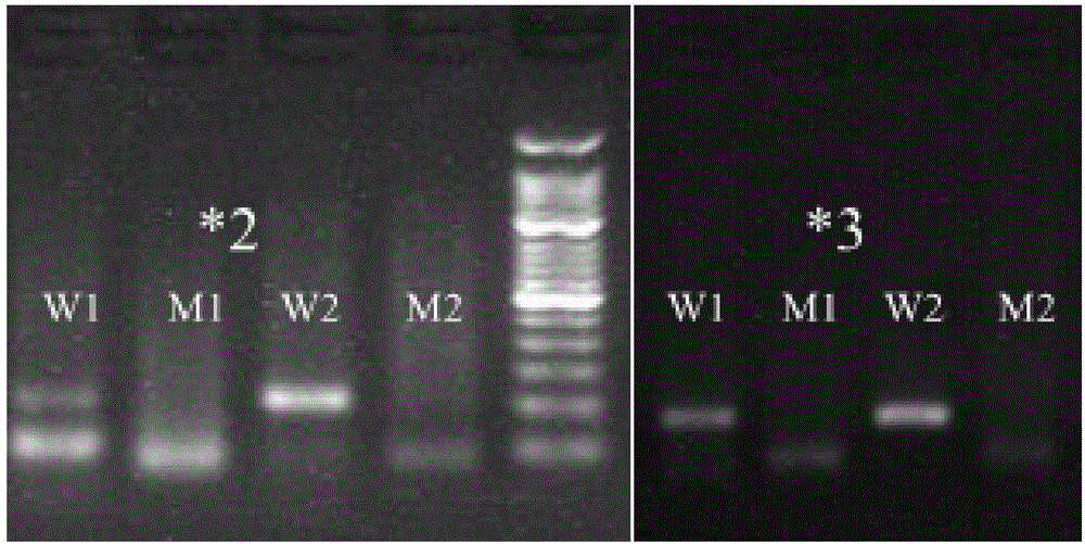 ARMS primer for detecting CYP2C9 gene polymorphism