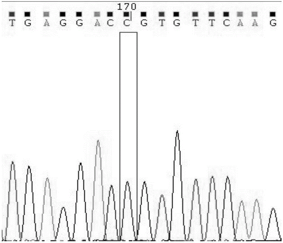 ARMS primer for detecting CYP2C9 gene polymorphism